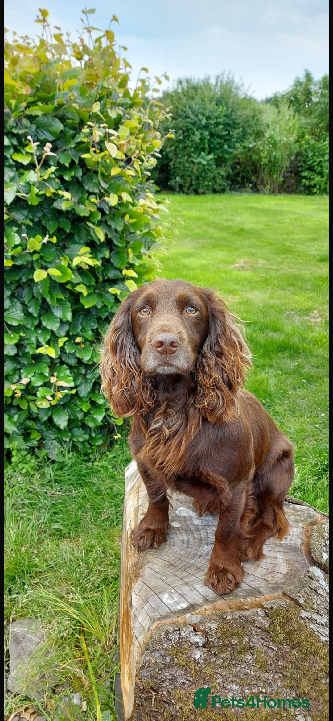 Cocker Spaniel dogs for sale: Cocker spaniel puppies - Image 3