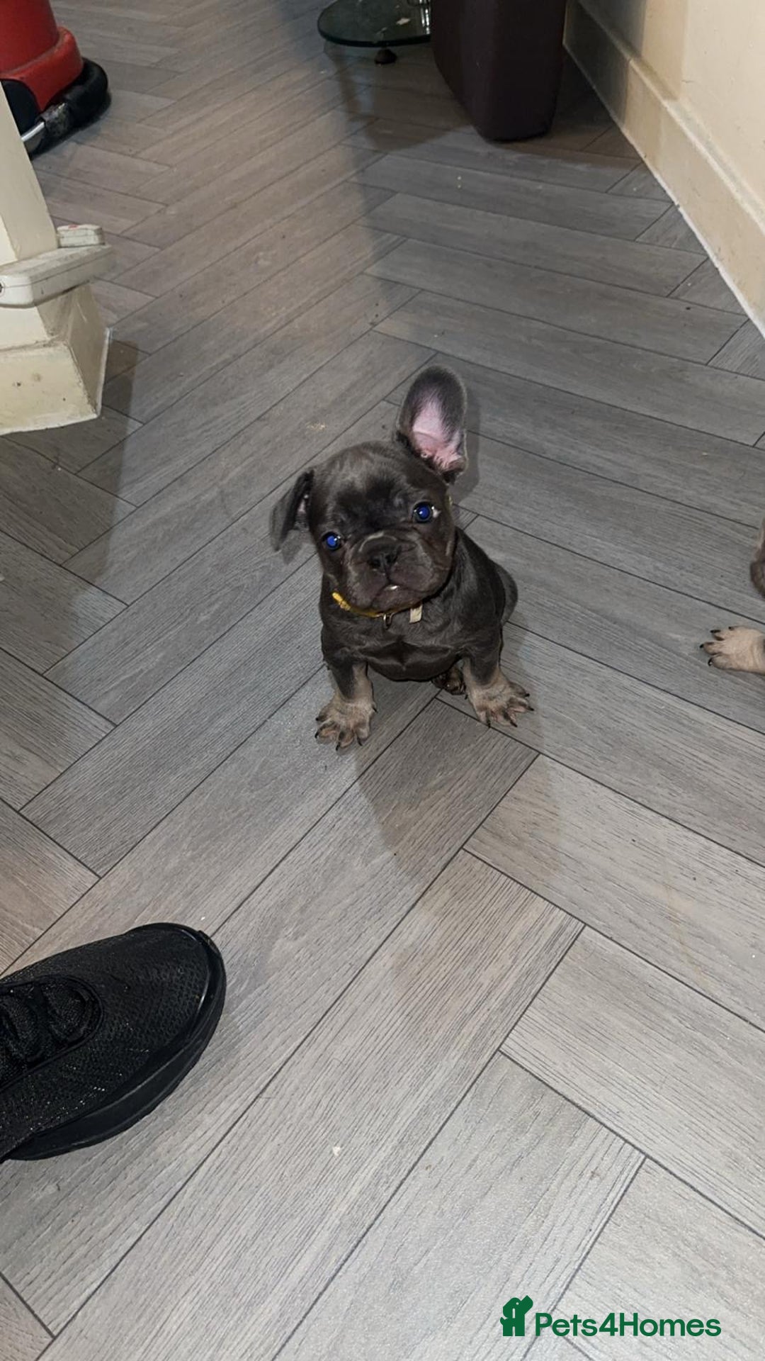 French Bulldog dogs for sale: French bulldogs Puppies - Advert 3