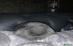 Mini Lop rabbits for sale: Mini lops X2 available now - Image 6