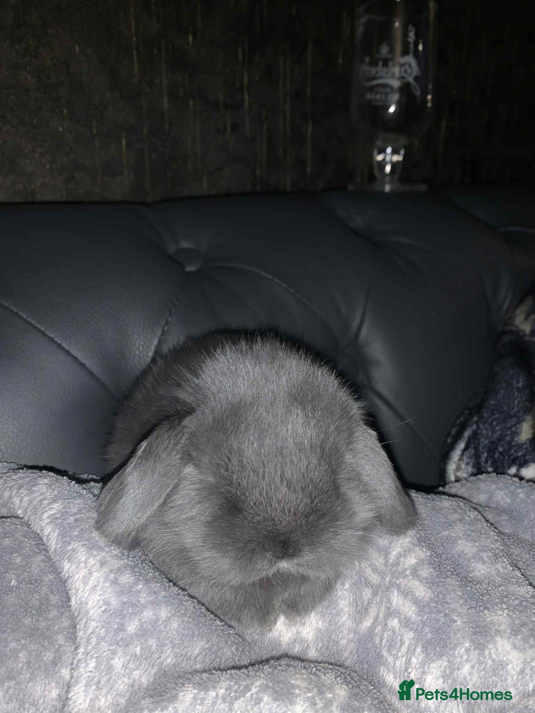 Mini Lop rabbits for sale: Mini lops X2 available now - Image 6