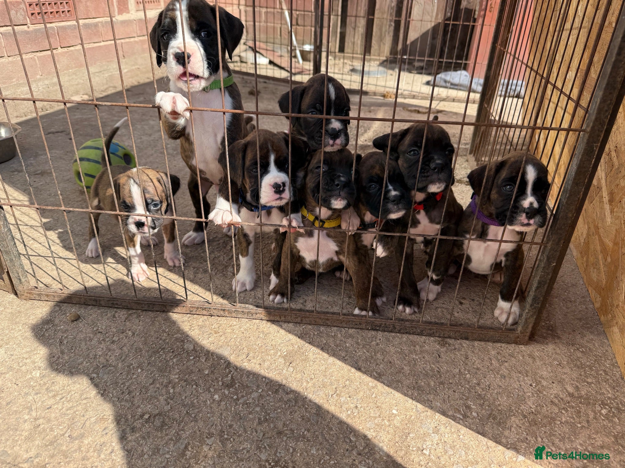 Boxer dogs Gorgeous K.C boxer pups for sale - Advert 1