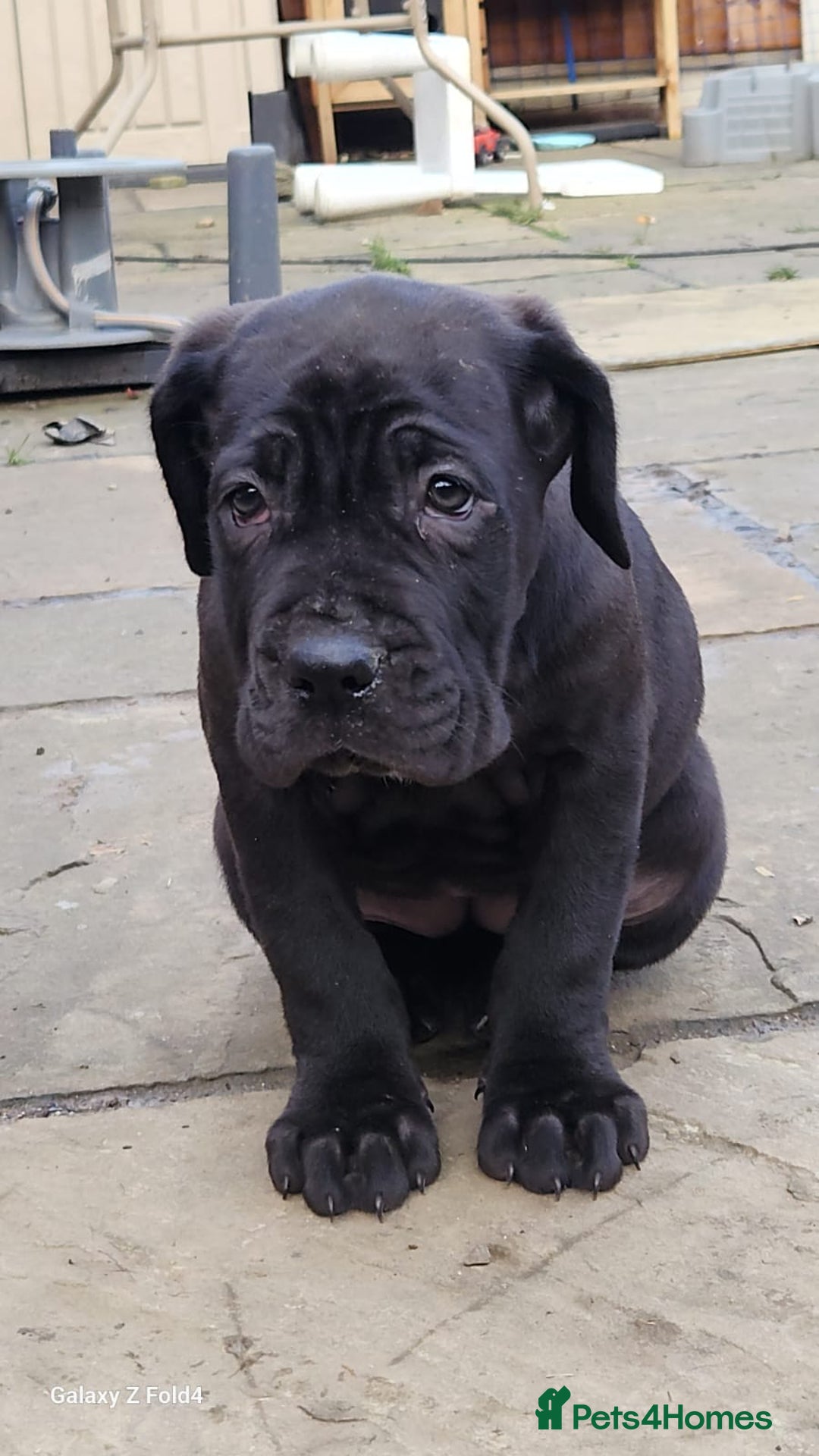 Cane Corso dogs for sale: Champion Blood Line Cane Corso Puppies - Advert 13