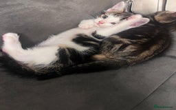 Domestic Shorthair cats for sale:  Beautiful tabby x British Short Hair ready - Advert 11