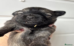 Pomapoo dogs for sale: F1 pomapoo’s - Advert 4