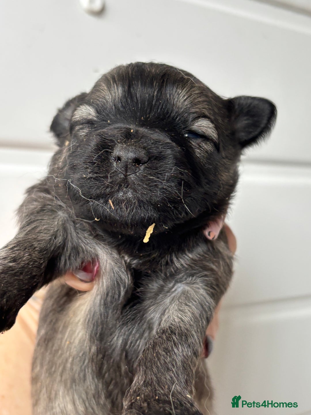 Pomapoo dogs for sale: F1 pomapoo’s - Advert 4