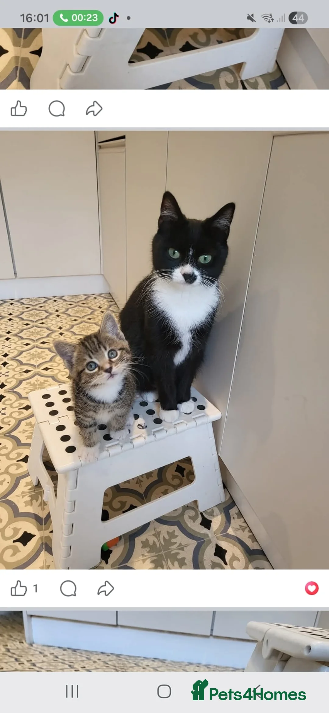 Mixed Breed cats for sale: Beautiful boy - Advert 7