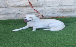 Pomsky dogs for sale: Pomsky girl  - Image 1