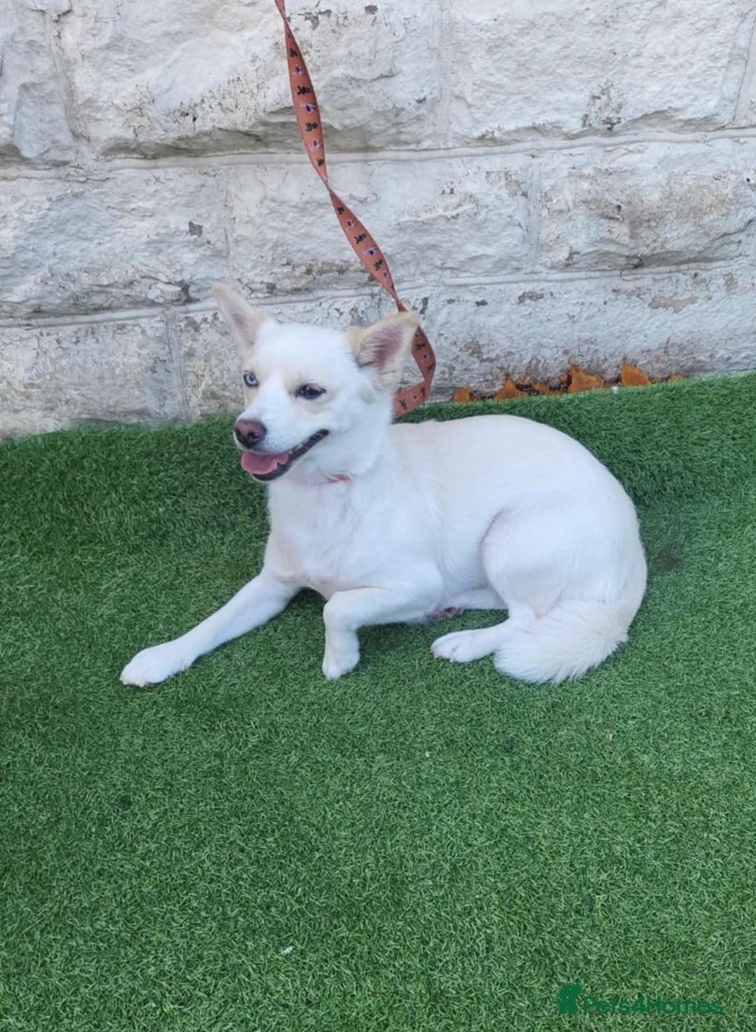 Pomsky dogs for sale: Pomsky girl  - Image 1