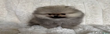 Pomeranian Puppy 1