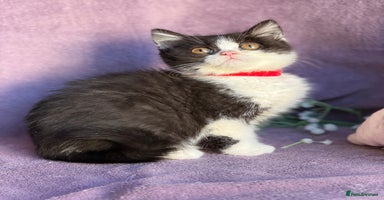 British Shorthair cats - Advert 13