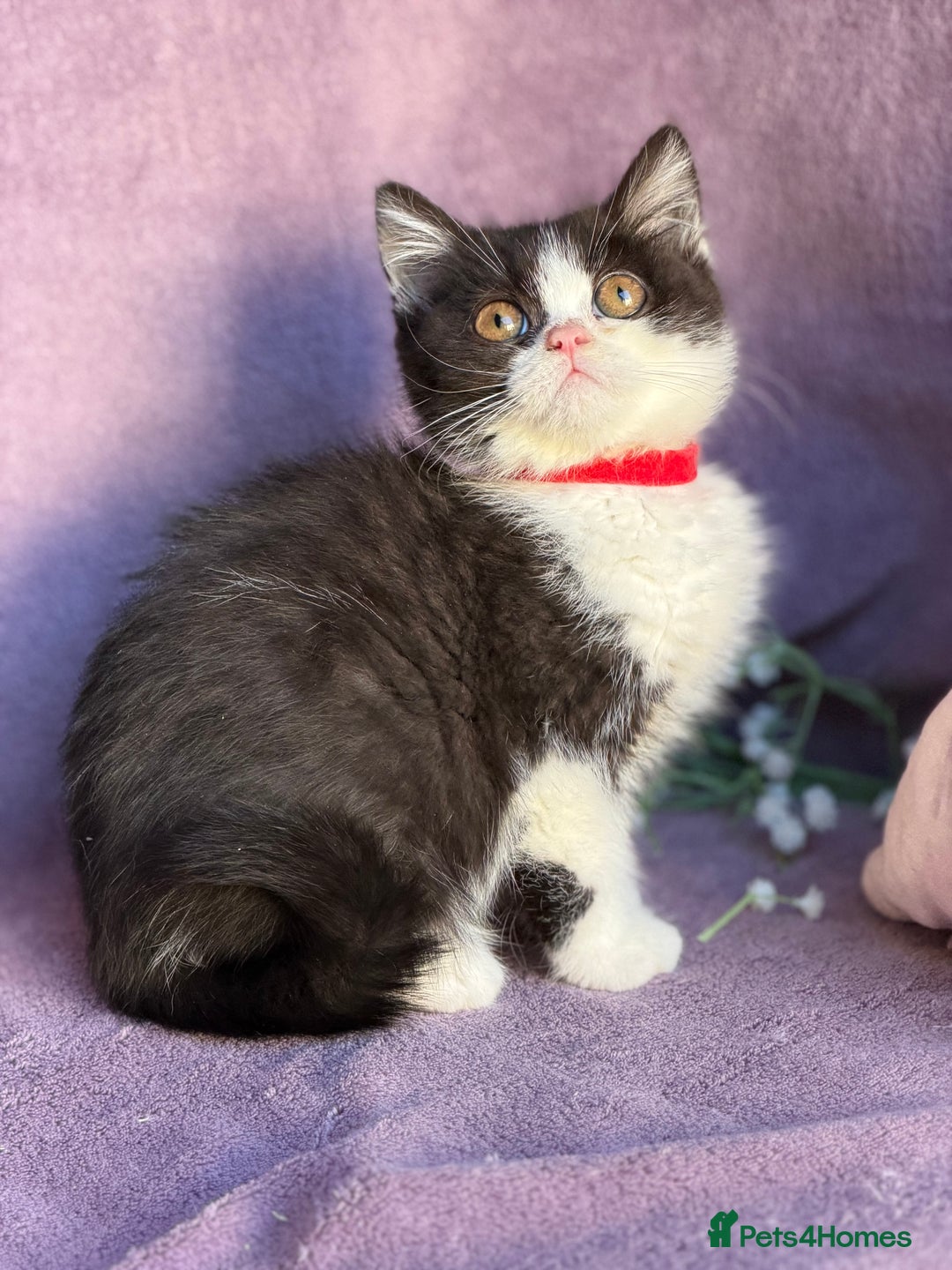 British Shorthair cats for sale: BSH adorable red tabby/ chocolate/ bicolour  - Image 2