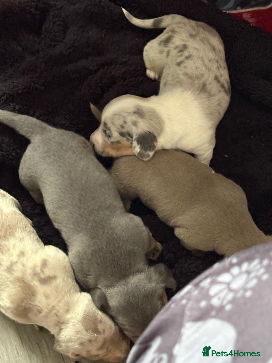 Miniature Dachshund dogs for sale: Beautiful Miniature dachshund pups  - Advert 19