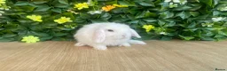 Mini Lop rabbits for sale: Mini lops Est since 2014  - Advert 8