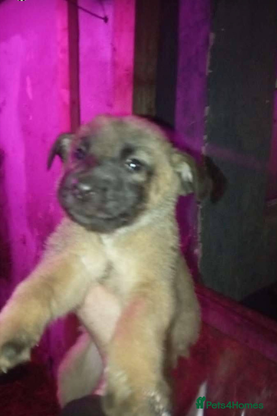 Mixed Breed dogs for sale: Belgian maliinois x Caucasian shepherd pups - Advert 3