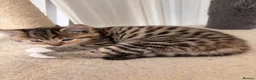 Mixed Breed cats for sale: Adorable fluffy kittens - Advert 12