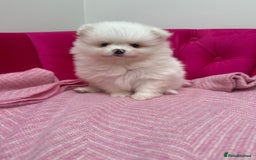 Pomeranian dogs for sale: READY 2nd August KC White Teddy Bear Poms - Image 21
