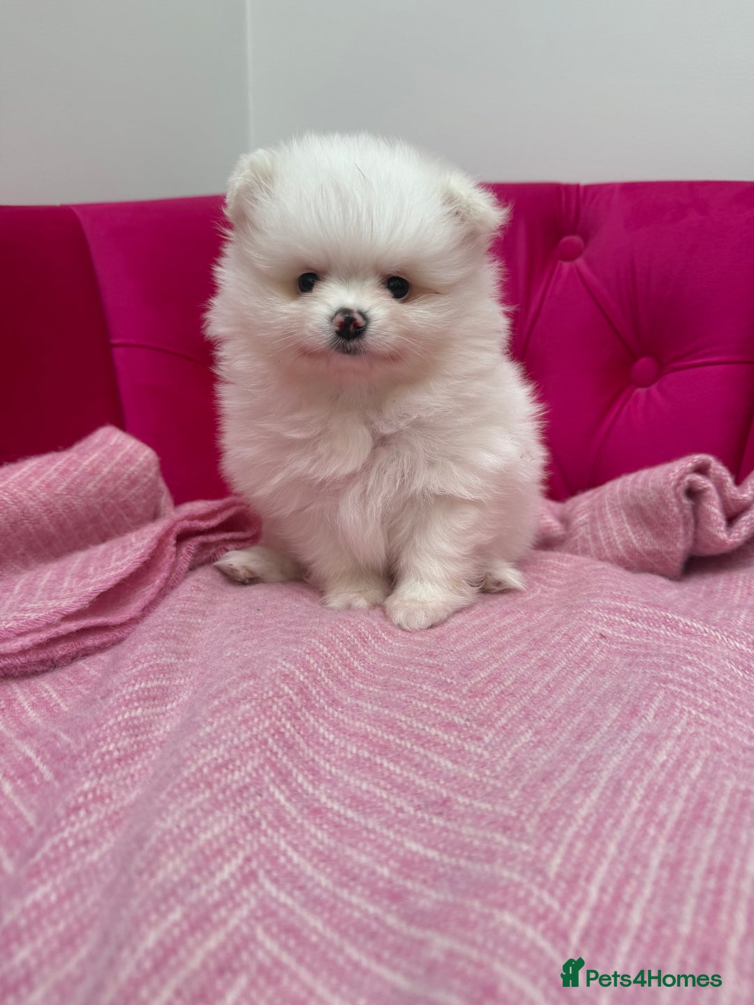 Pomeranian dogs for sale: READY 2nd August KC White Teddy Bear Poms - Image 21