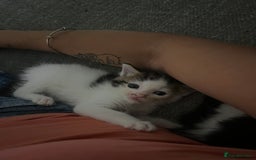 Maine Coon cats for sale: Mainecoon cross kittens - Image 18