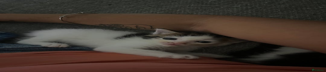 Maine Coon Kitten 5