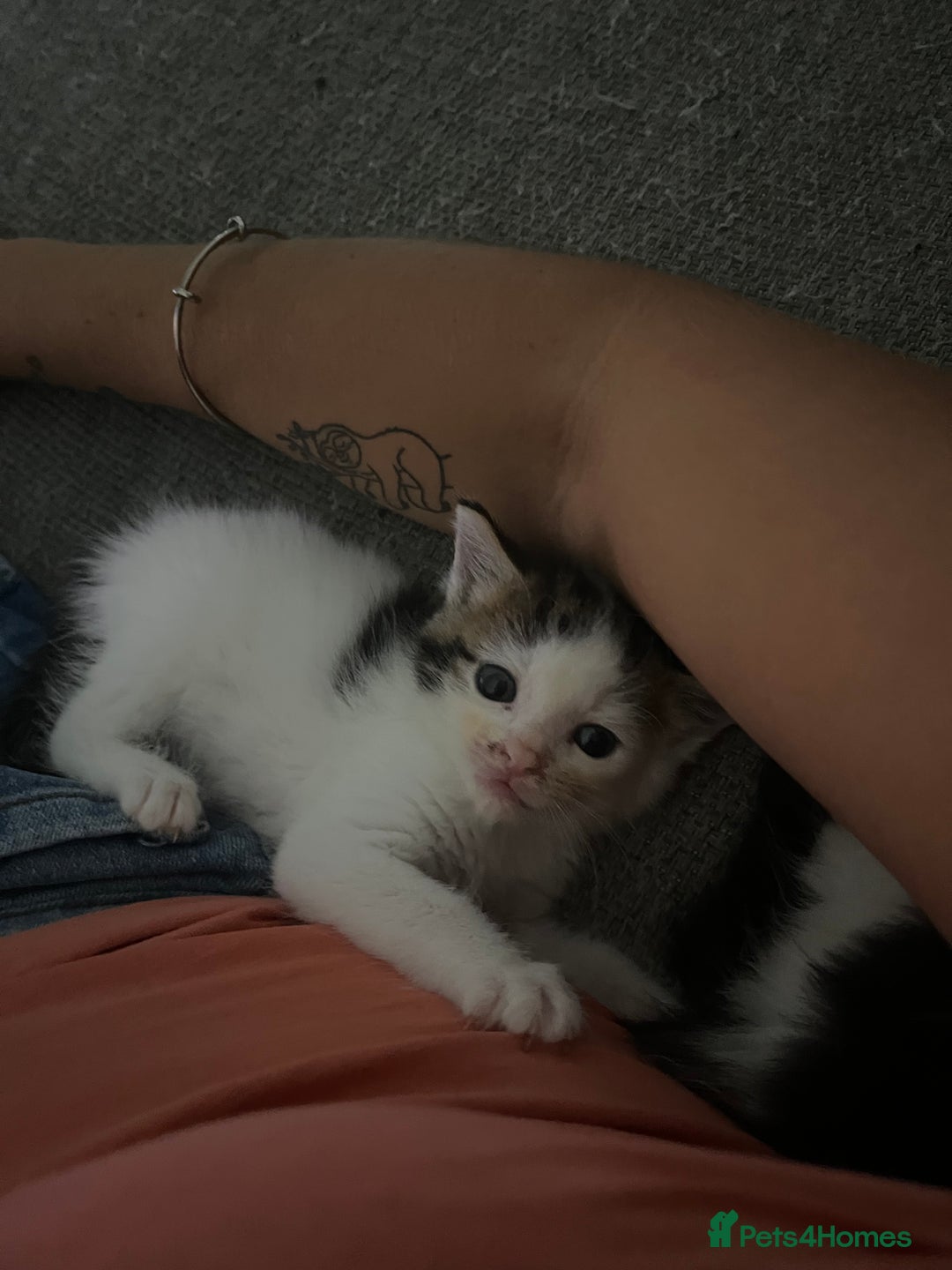 Maine Coon cats for sale: Mainecoon cross kittens - Image 18