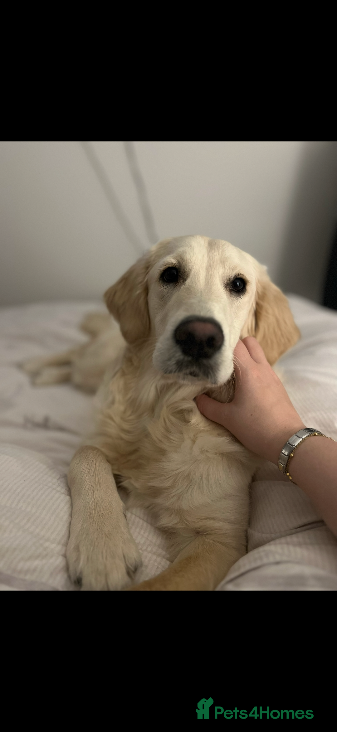 Golden Retriever dogs for sale: 3 year old female golden retriever  - Advert 7