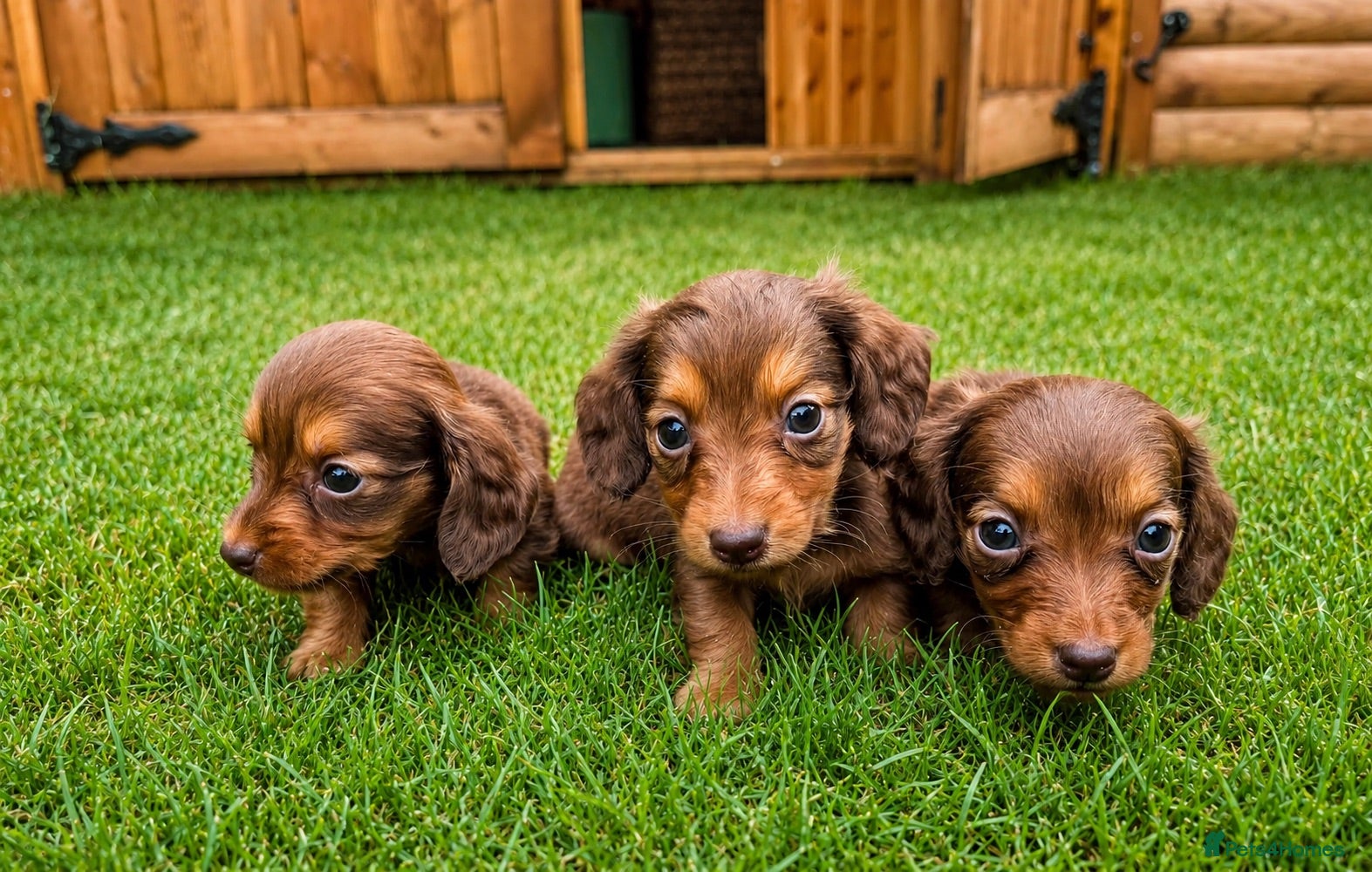 Miniature Dachshund dogs Long Hair Mini Choc & Tans - Advert 1