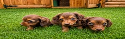 Miniature Dachshund dogs for sale: Long Hair Mini Choc & Tans - Advert 1