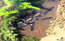 Tarantulas invertebrates for sale: TARANTULAS FOR SALE  - Image 1