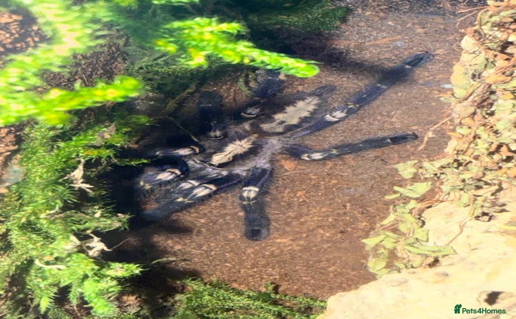 Tarantulas invertebrates - Advert 1