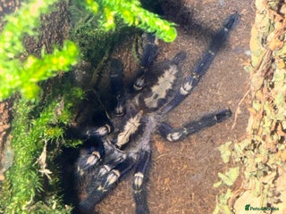 Tarantulas invertebrates for sale - Advert 1