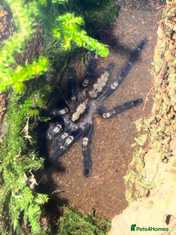 Tarantulas invertebrates - Advert 1