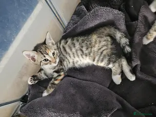 Bengal cats Bengal cross kittens Ready NOW - Advert 5