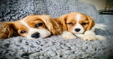 Cavalier King Charles Spaniel dogs - Advert 2