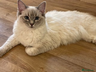 Ragdoll cats - Advert 15