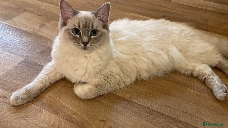 Ragdoll cats - Advert 16