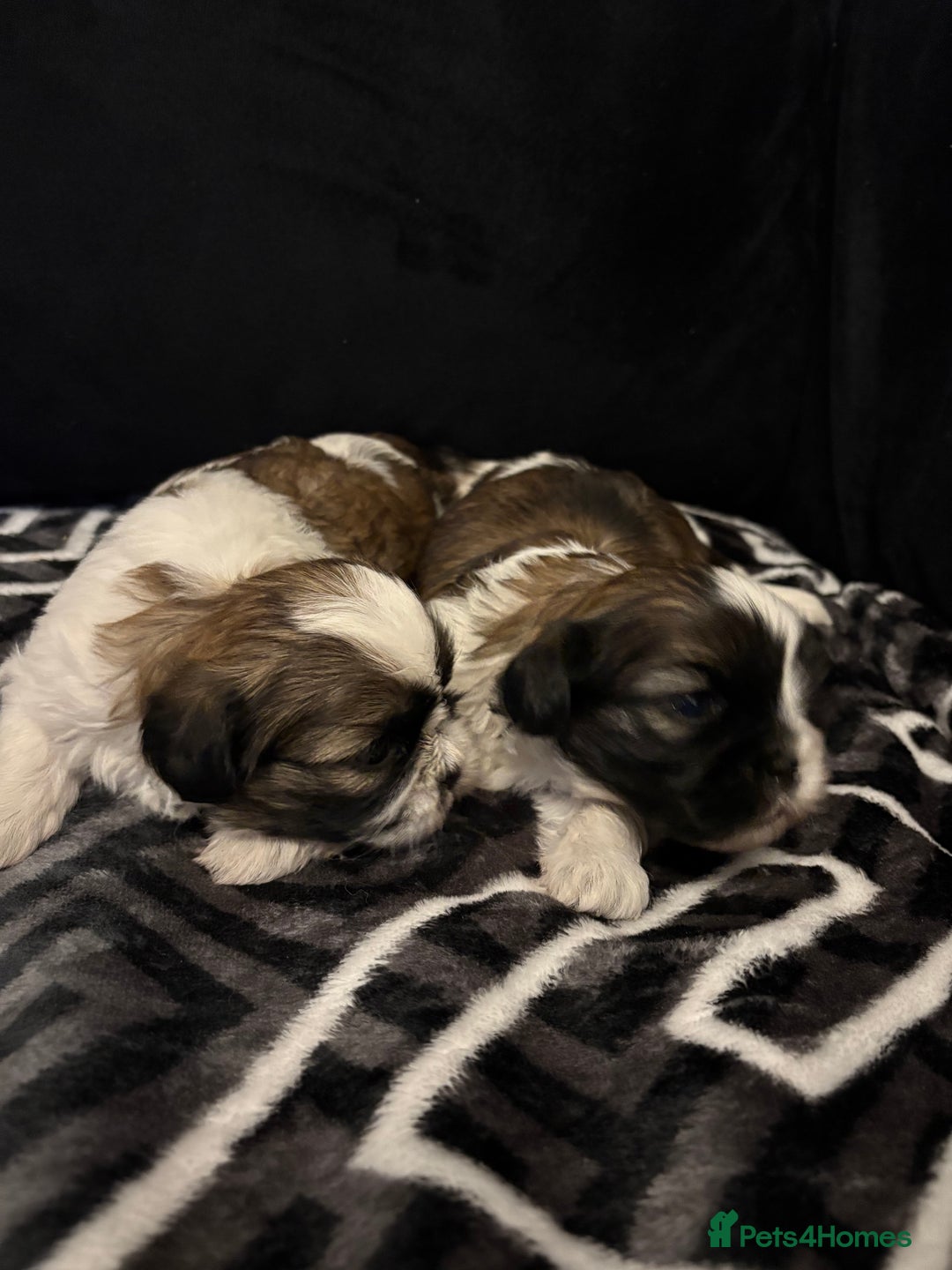 Shih Tzu dogs for sale: 2 female Shih Tzu puppies  - Advert 8