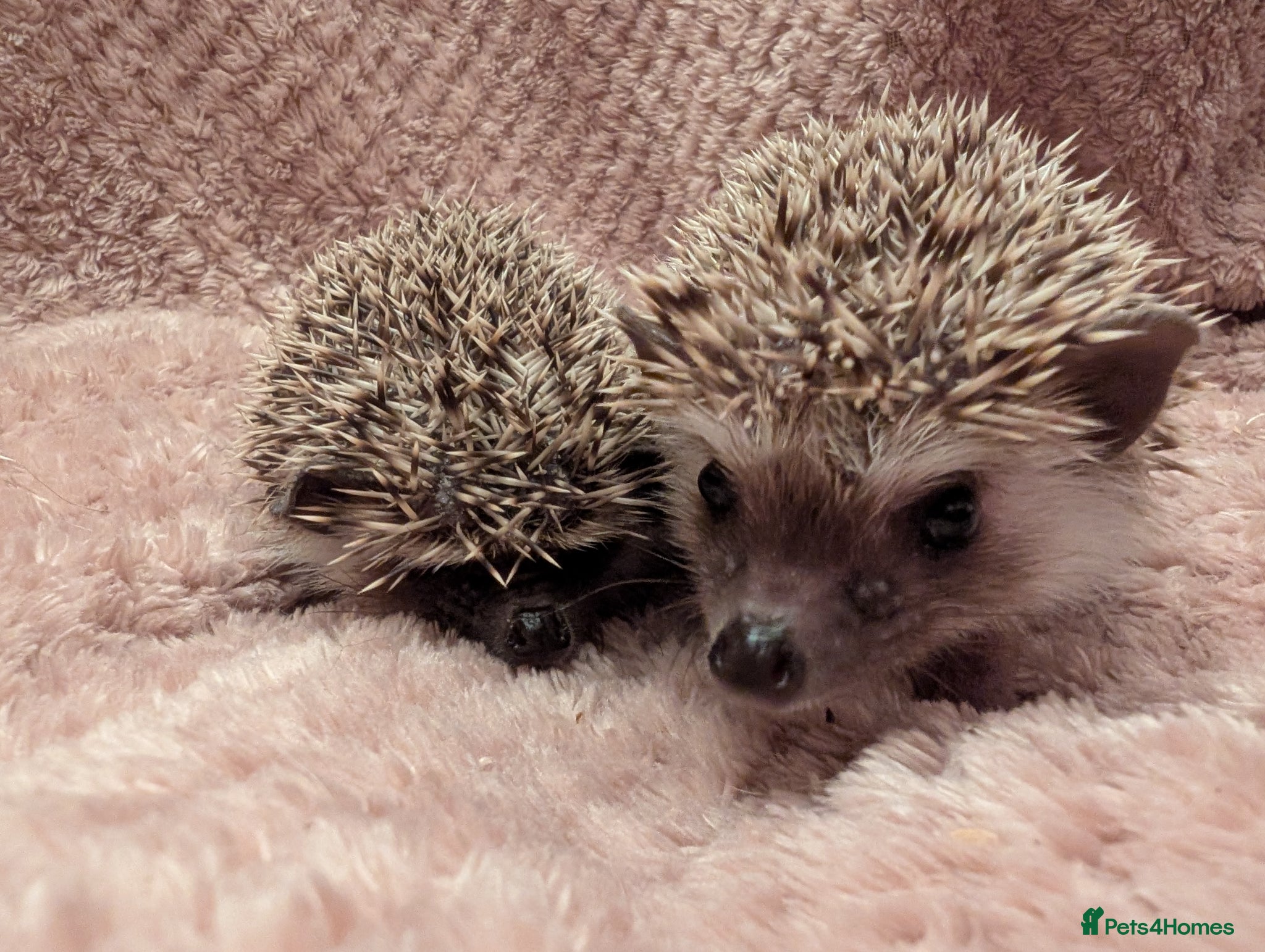 Pygmy Hedgehog rodents Little boy hedgehog  - Advert 8
