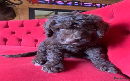 Bernedoodle dogs for sale: Standard Bernedoodle Girls Available  - Image 10