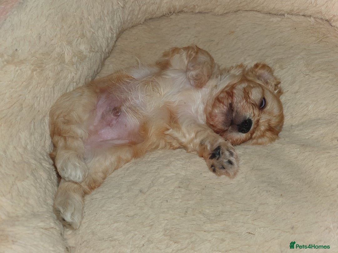 Mixed Breed dogs for sale: Beautiful red and fawn colour Cavapoochons pups - Advert 18