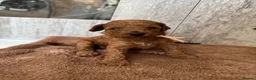 Toy Poodle dogs for sale: Puppies 🐶 Kennel Club Registered  - Advert 35