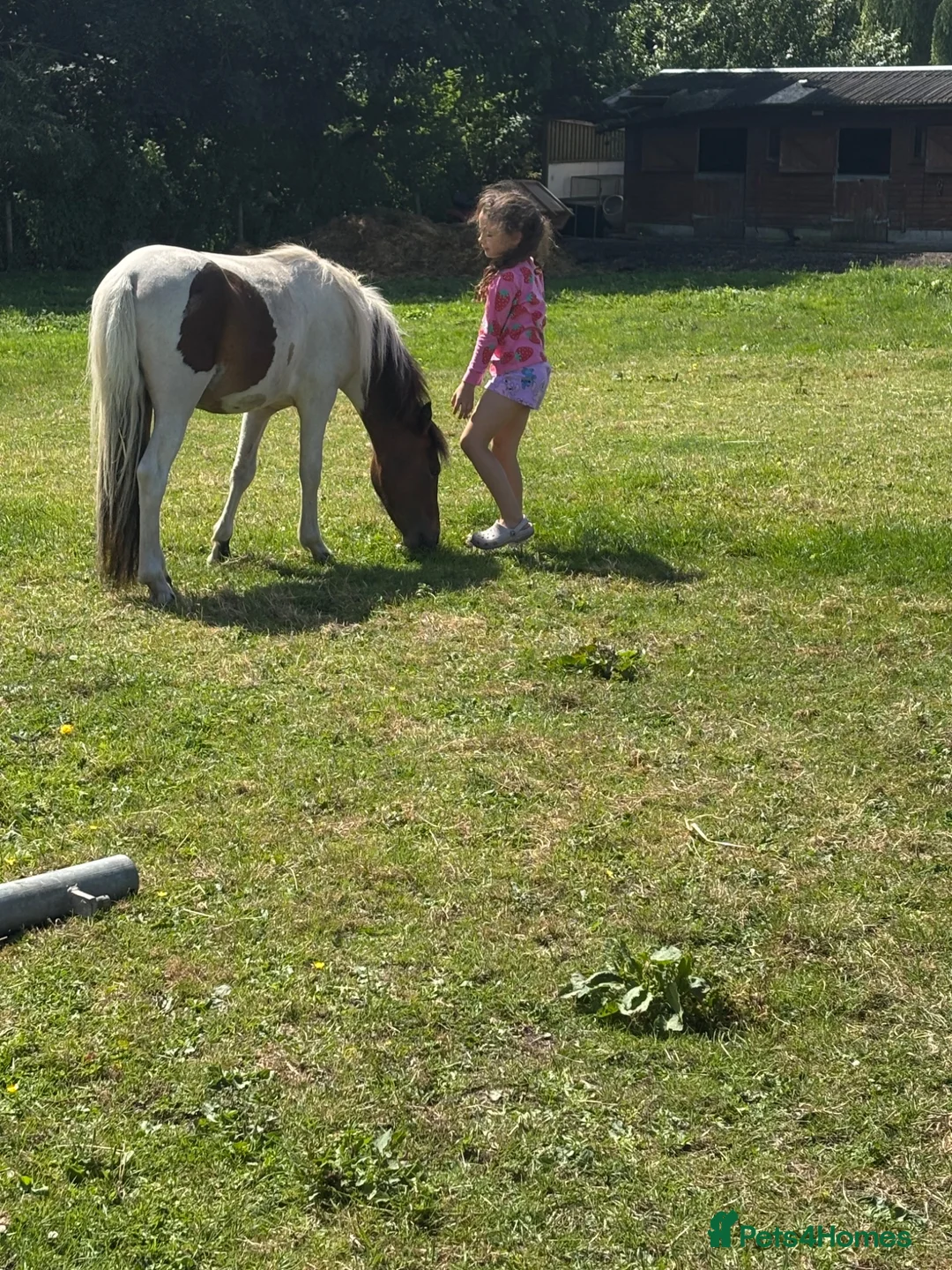 Other Breed horses for sale: Mini trotter for sale  - Advert 2