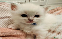 Ragdoll cats for sale: 5 beautiful and healthy Ragdoll kittens - Image 23