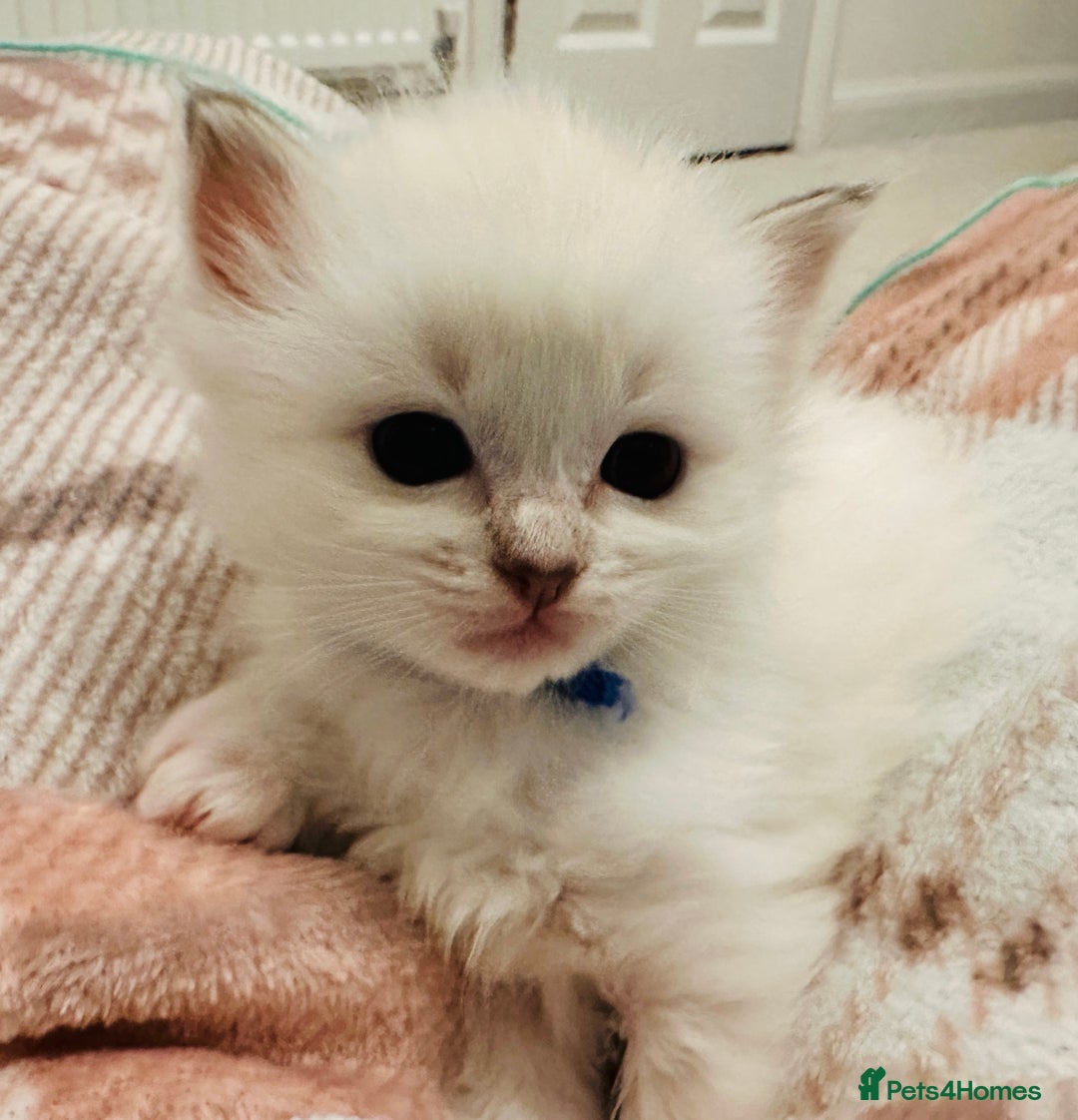Ragdoll cats for sale: 5 beautiful and healthy Ragdoll kittens - Image 23