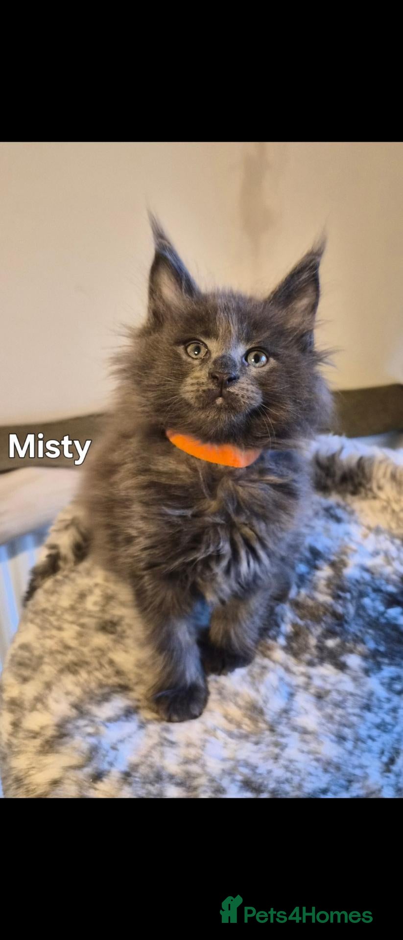 Maine Coon cats Maine coon pedigree kittens  - Advert 18