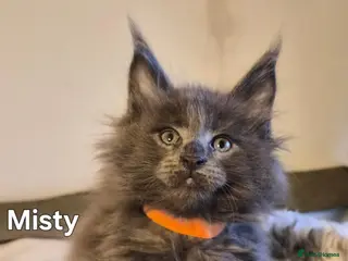 Maine Coon cats Maine coon pedigree kittens - Advert 18