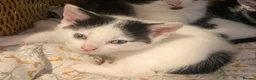 Mixed Breed cats for sale: Two gorgeous playful boys  - Advert 5