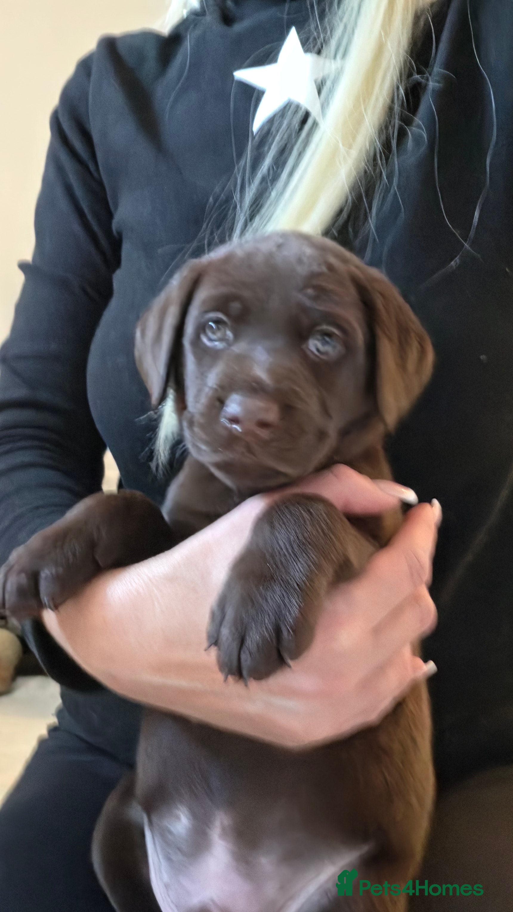 Labrador Retriever dogs KC REG CHAMPION BLOODLINE PUPPIES 🏆🍫 - Advert 2