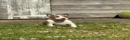 English Bull Terrier dogs for sale: English Bull Terrier Puppies - Advert 8