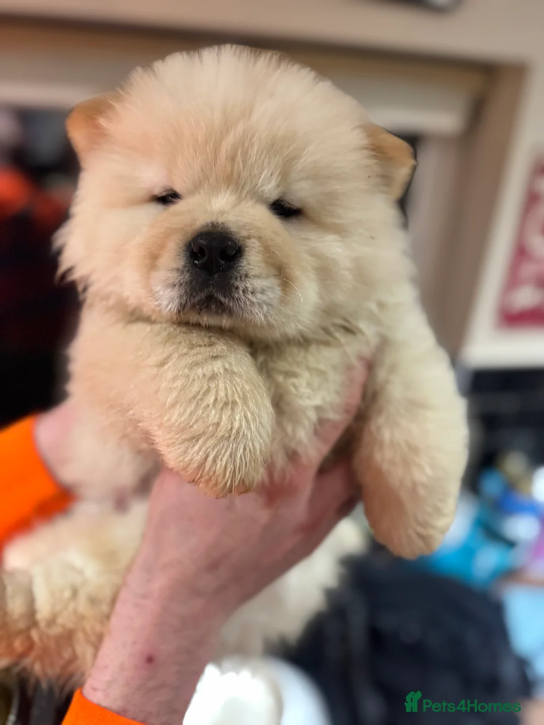 Chow Chow dogs for sale: BEAUTIFUL KC REG CHOW CHOWS FOR SALE 🥰🥰🥰🥰🥰🥰  - Advert 6