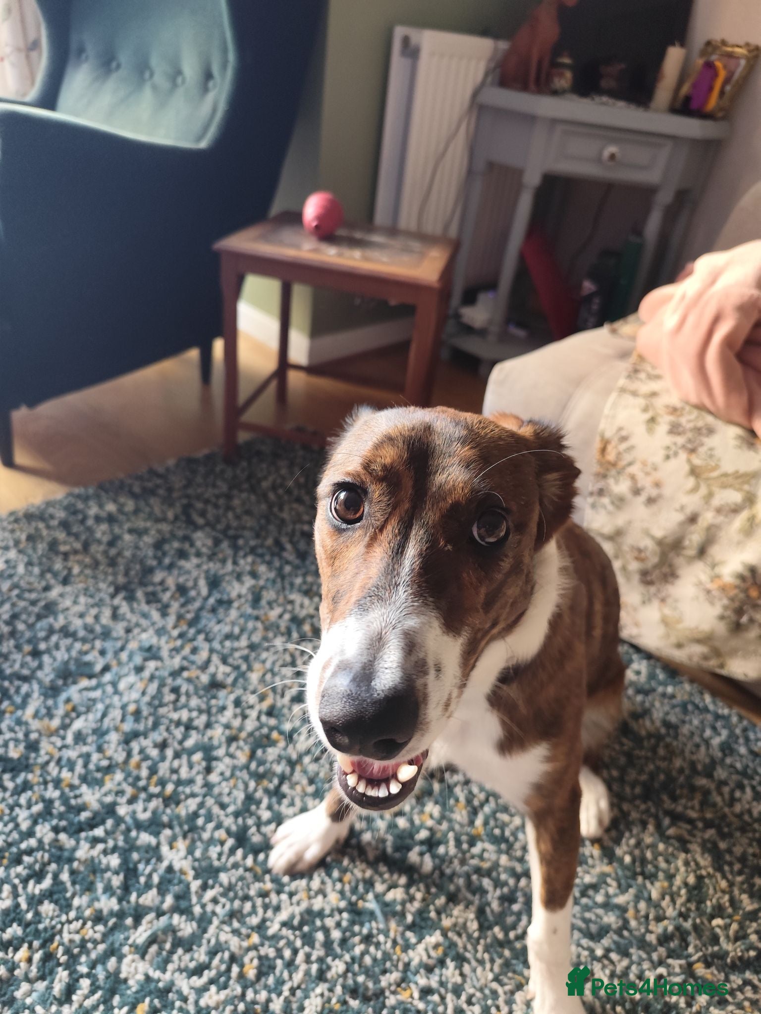 Mixed Breed dogs Border Collie x greyhound x Labrador x spaniel mix - Advert 2